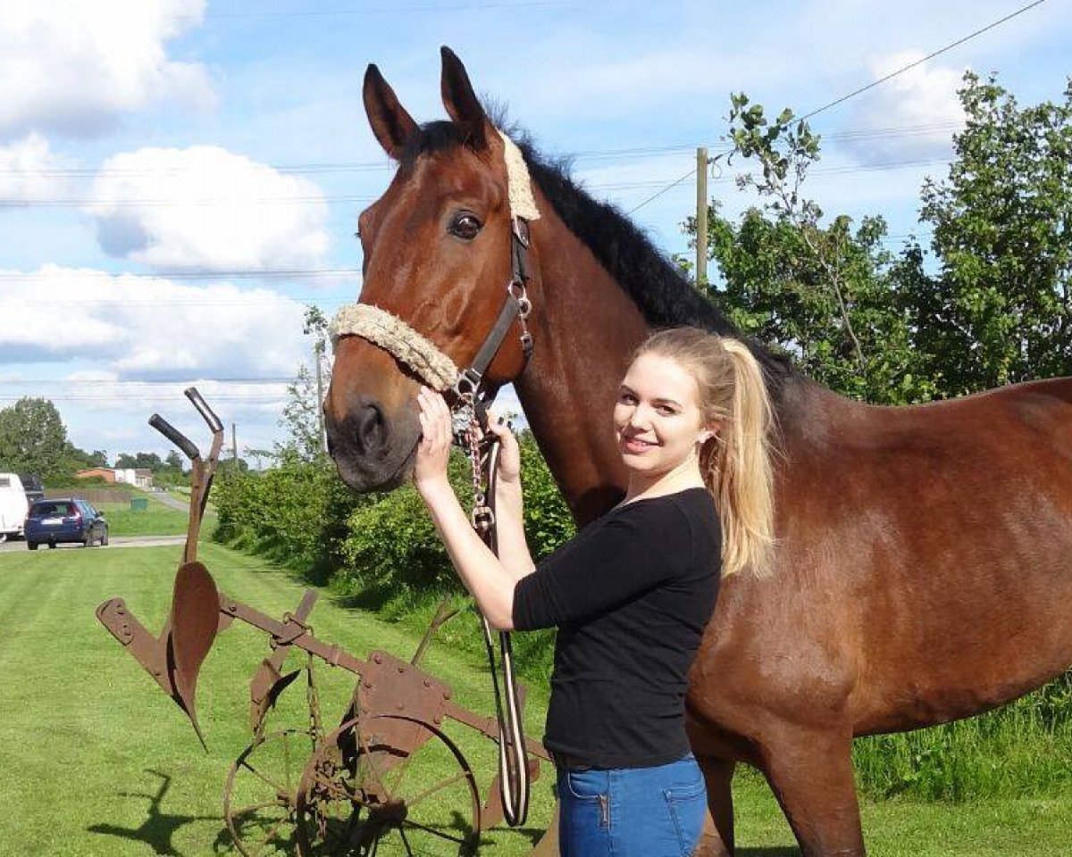 horse Luke 145 (Hanoverian, 2006, from Lanciano)