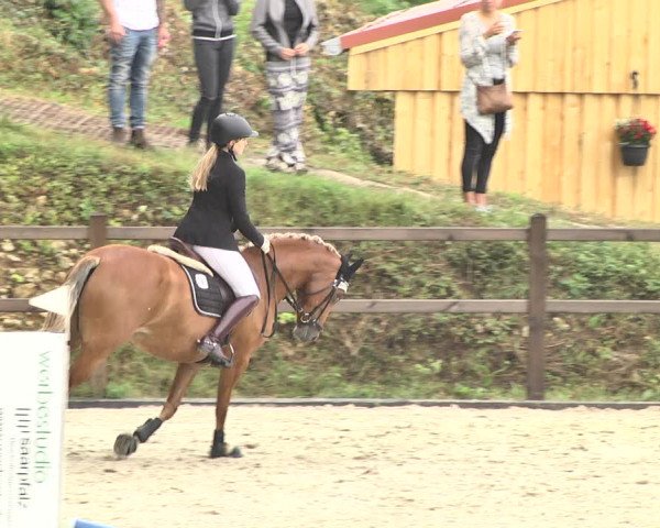 Reitturnier Bübinger Hof 2020