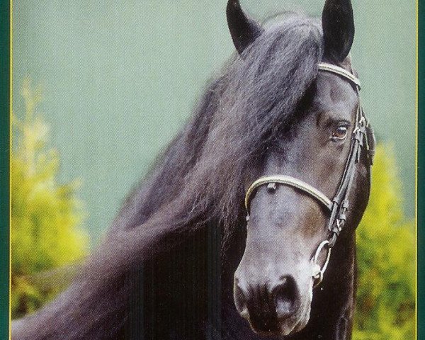 Deckhengst Jelke 367 (Friese, 1995, von Pyt 325)