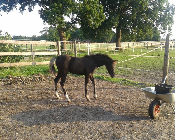 Pferd Suennevoges Pandora (Welsh Partbred, 2015, von Black Edition R) Pferd Suennevoges Pandora (Welsh Partbred, 2015, von Black Edition R)