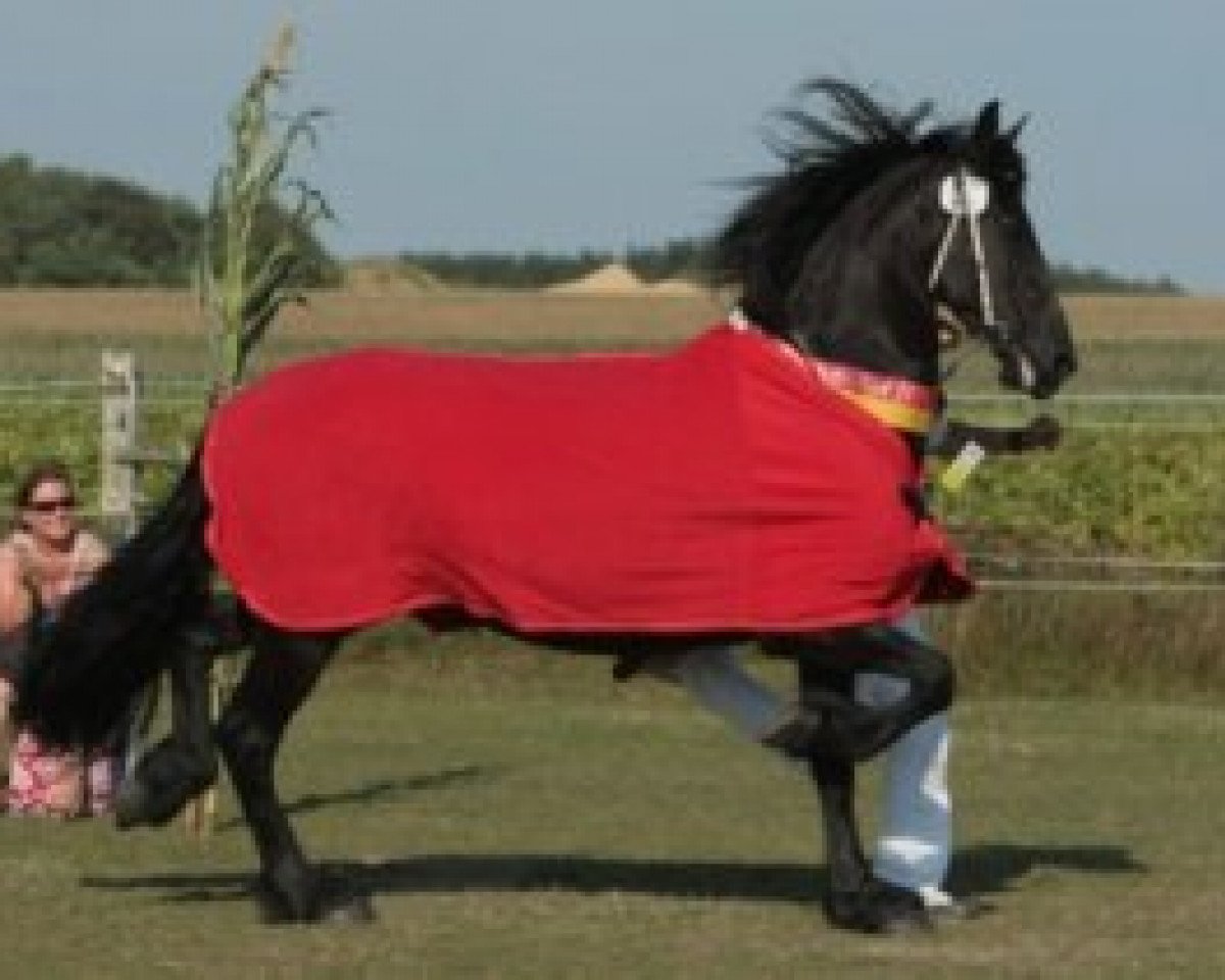Zuchtstute Ayla von Marschhorst (Friese, 2000, von Folkert 353 Sport)