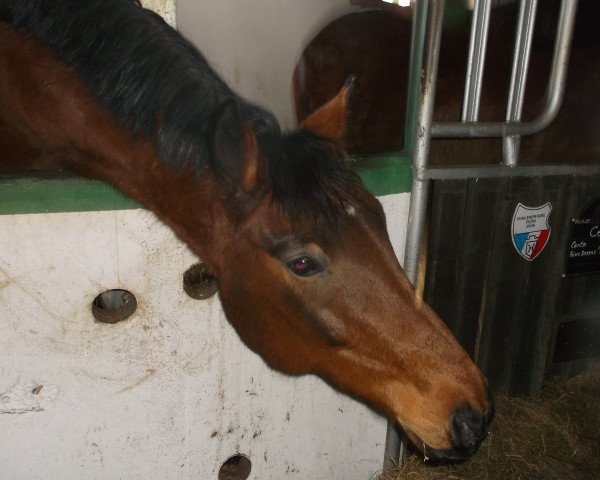 horse Leander 278 (Holsteiner, 2001, from Lancer II)