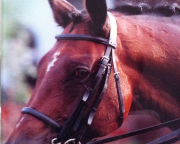 dressage horse Astino (Hanoverian, 1992, from Aalborg)