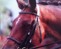 dressage horse Astino (Hanoverian, 1992, from Aalborg)