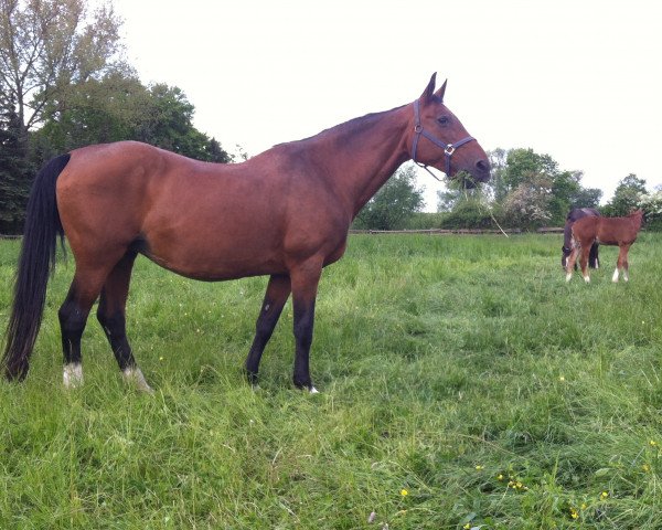 broodmare Giselle (Hanoverian, 1994, from Glueckspilz)