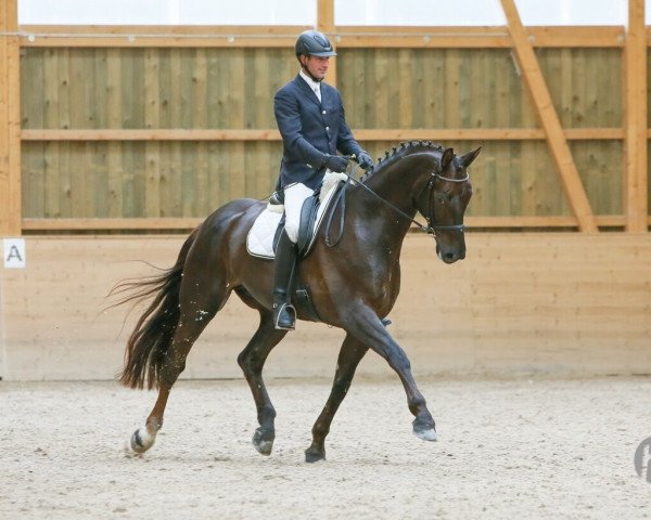 horse Dschinghis (Hanoverian, 2007, from Don Frederico)