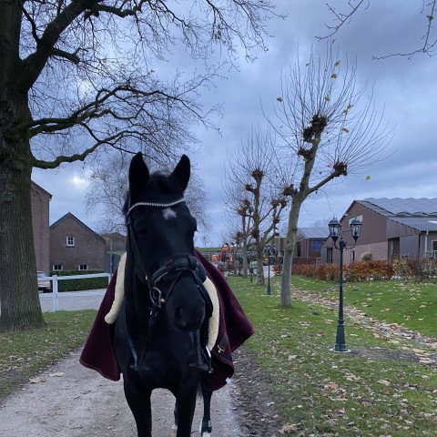 dressage horse Der Klassiker (Hanoverian, 2015, from Dante Weltino Old)