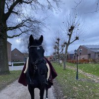 dressage horse Der Klassiker (Hanoverian, 2015, from Dante Weltino Old)
