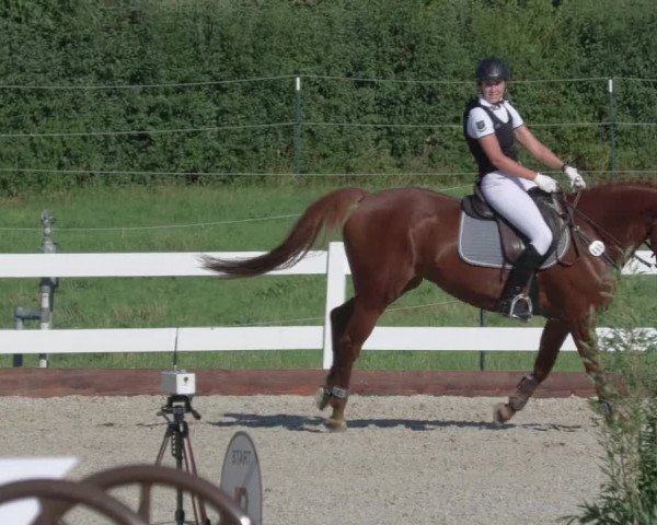 Reitturnier Öpfingen 2020