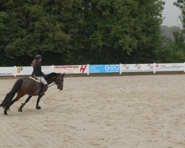 Reitturnier Öpfingen 2020