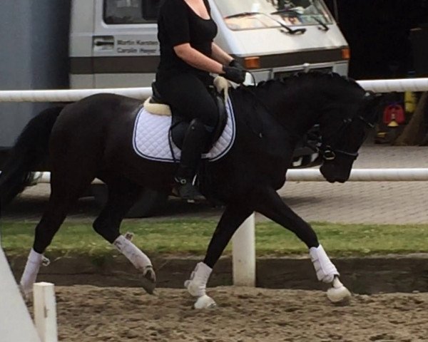 horse Kleo (German Riding Pony, 2009, from Kennedy WE)