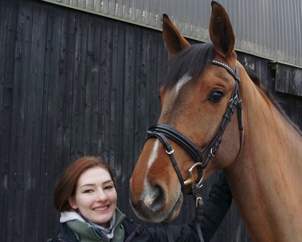 Pferd Stanlord (Hannoveraner, 2012, von Stanley)