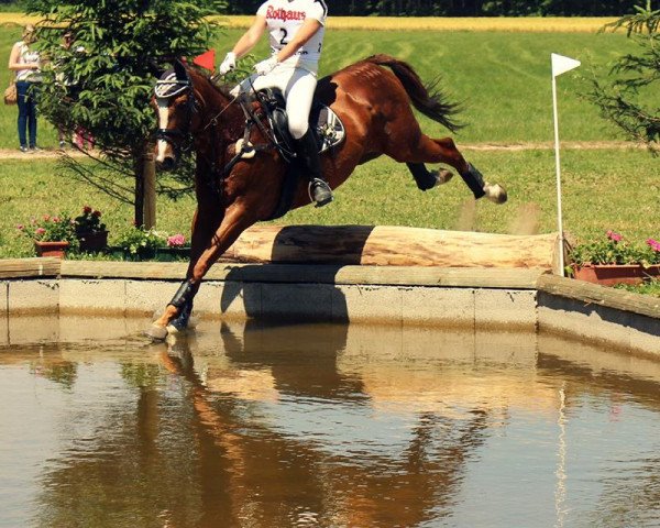 jumper Mithras xx (Thoroughbred, 2006, from Sholokhov xx)