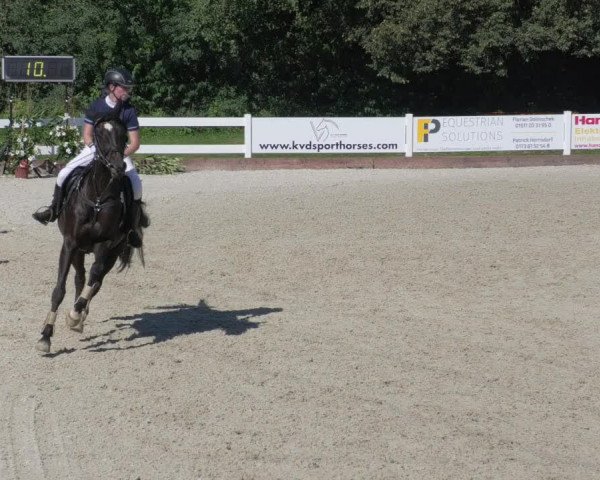 Reitturnier Öpfingen 2020