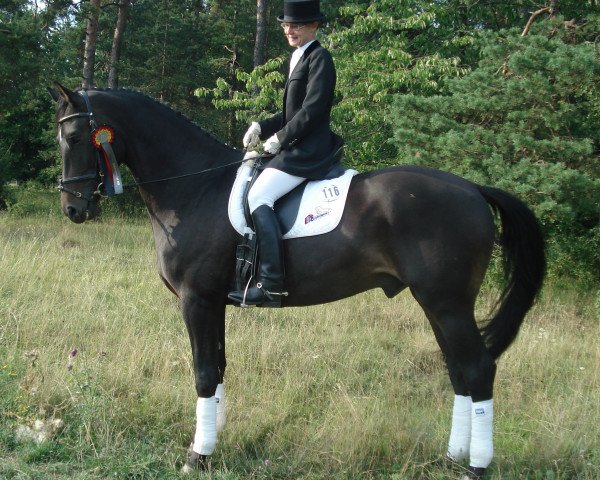 dressage horse Leonardo 684 (Thuringia, 2002, from Latimer)