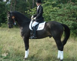 Cavallo da Dressage Leonardo 684 (Turingio, 2002, di Latimer)