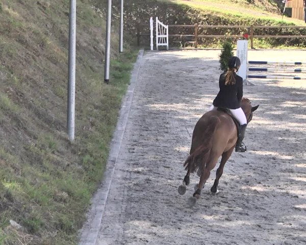Reitturnier Bübinger Hof 2020