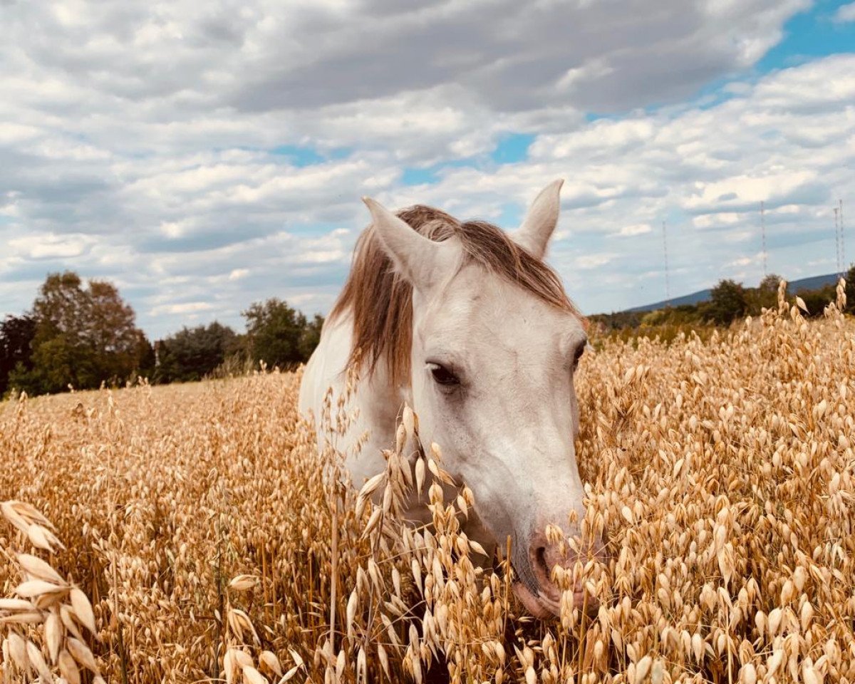 Springpferd Kienbergs Remus (Welsh Pony (Sek.B), 2006, von Breeton Bric)