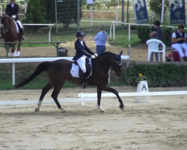 Equestrian Show Bornheim-Widdig 2020