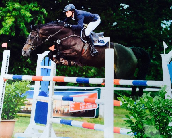 jumper Ciara H 2 (Westphalian, 2008, from Cornado NRW)