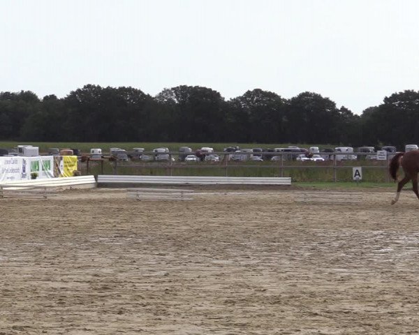 Reitturnier Ostbevern 2020