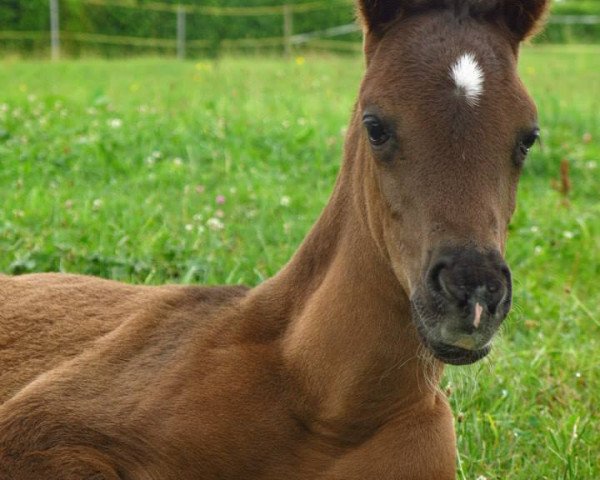 horse Rani el Amal bint Rumaadi (Arabian purebred, 2015, from Ebony-Rumaadi ox)