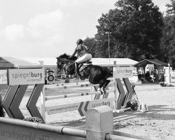 broodmare Bulgari Bambamboli (German Warmblood, 1998, from Black Dancer)