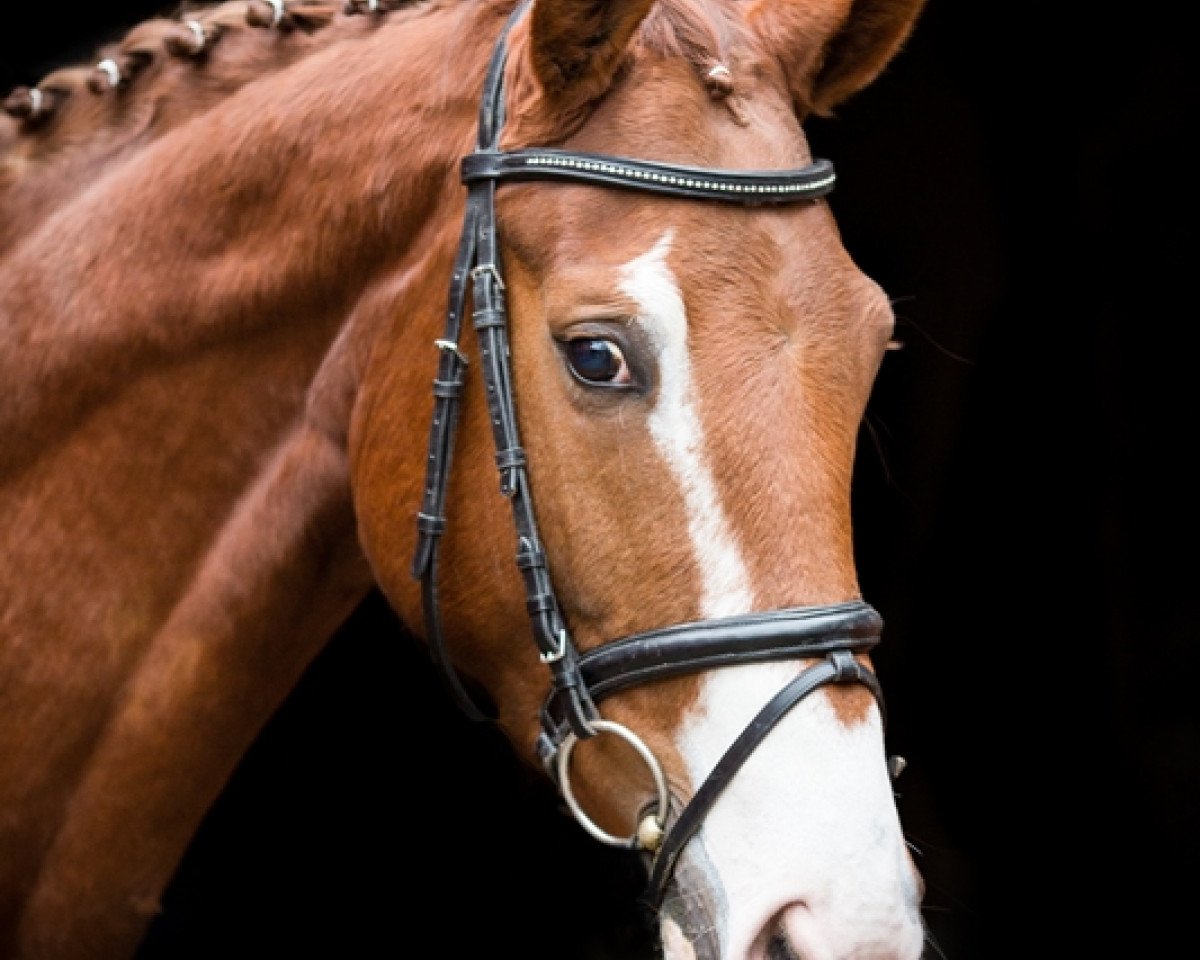 broodmare Selenga P (Hanoverian, 2011, from Soliman)