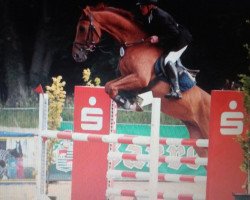 Springpferd Aragon 478 (unbekannt, 2010)