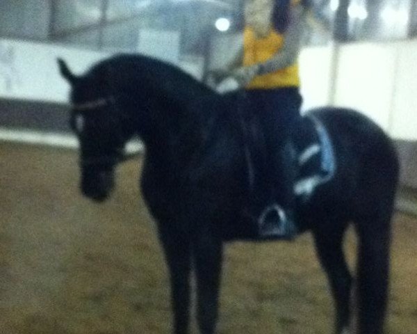 horse Ladiva S (Oldenburg, 2007, from Ludwigs As)