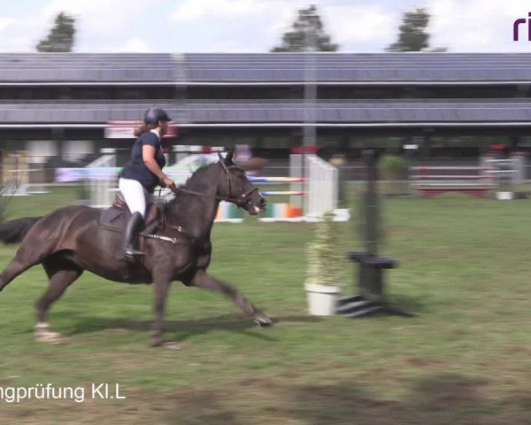 Reitturnier Heiden 2020