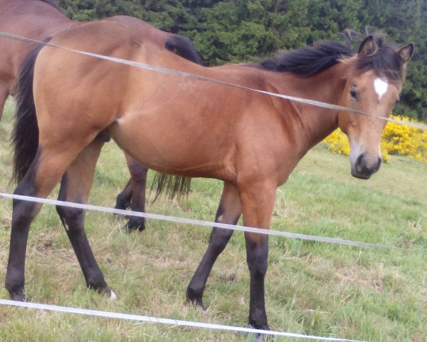 stallion Topwhizlenasanpepper (Quarter Horse, 2014, from Storm Warning Whiz)