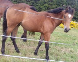 stallion Topwhizlenasanpepper (Quarter Horse, 2014, from Storm Warning Whiz)