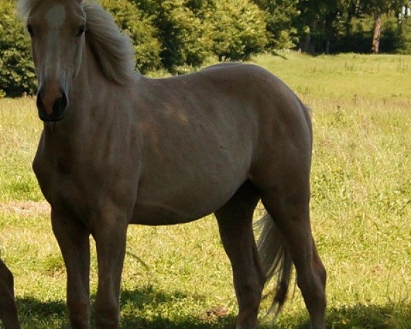 horse Moelleaaens Golden Orion (Palomino, 2014, from Opál) horse Moelleaaens Golden Orion (Palomino, 2014, from Opál)