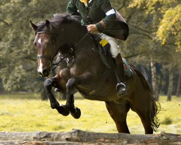horse Campino 342 (Hanoverian, 2004, from Cornet Obolensky)