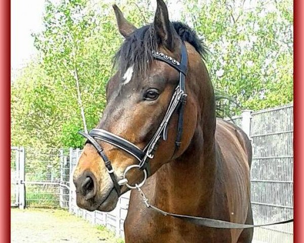 horse Dopas G (Westphalian, 2011, from Deveraux 3)
