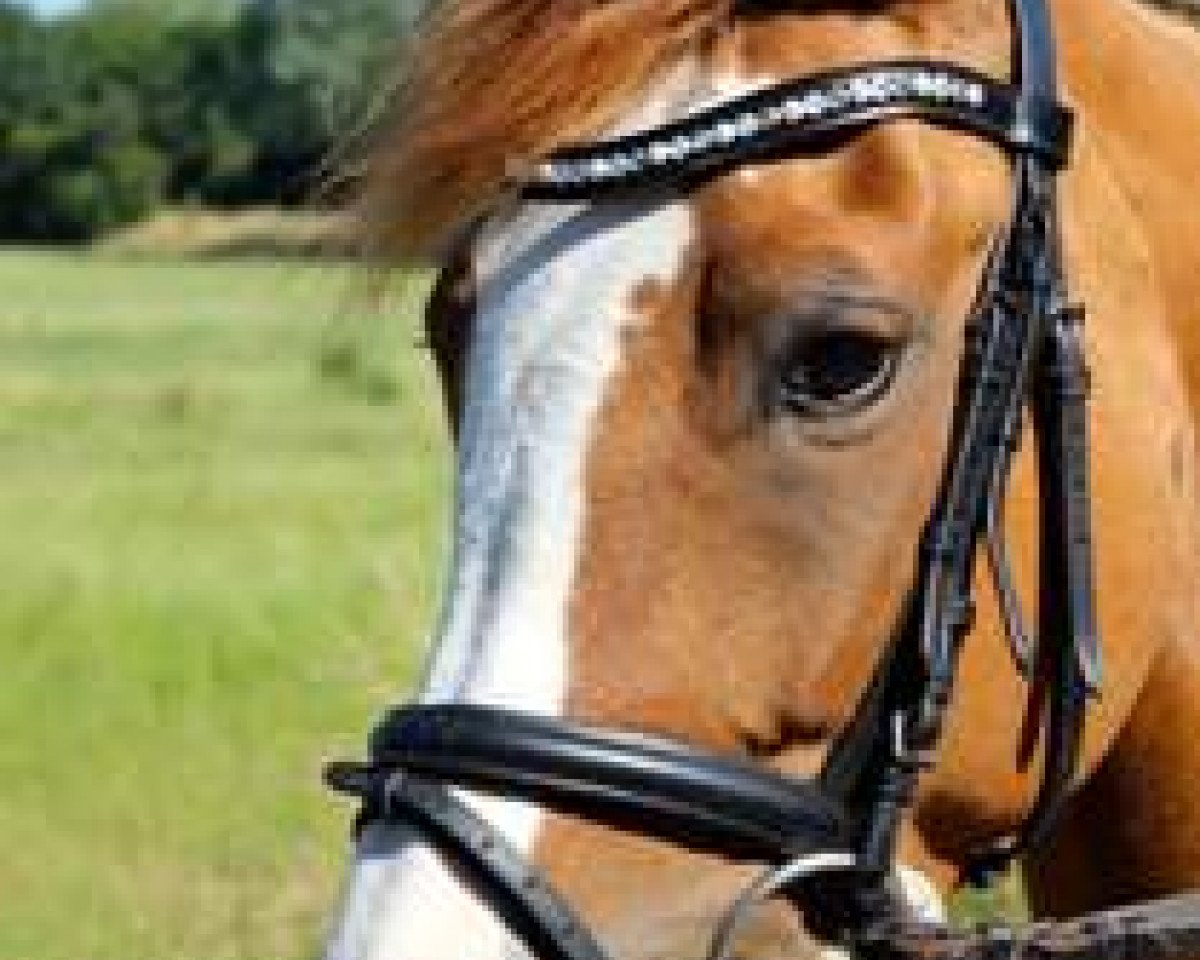 Dressurpferd Daily Sunshine 16 (Deutsches Reitpony, 2010, von FS Don't Worry)