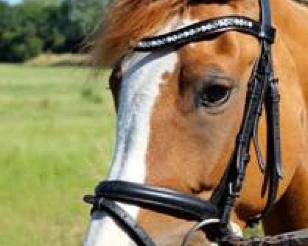 Dressurpferd Daily Sunshine 16 (Deutsches Reitpony, 2010, von FS Don't Worry)