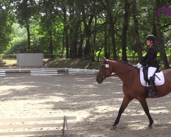 Reitturnier Heiden 2020