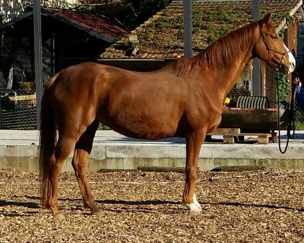broodmare Loropiana (Hanoverian, 2001, from Londonderry)