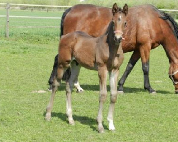 horse Champ (Oldenburg, 2012, from Charmeur)