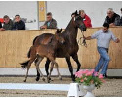 stallion Bacandillo K (Westphalian, 2015, from Baloutelli 2)
