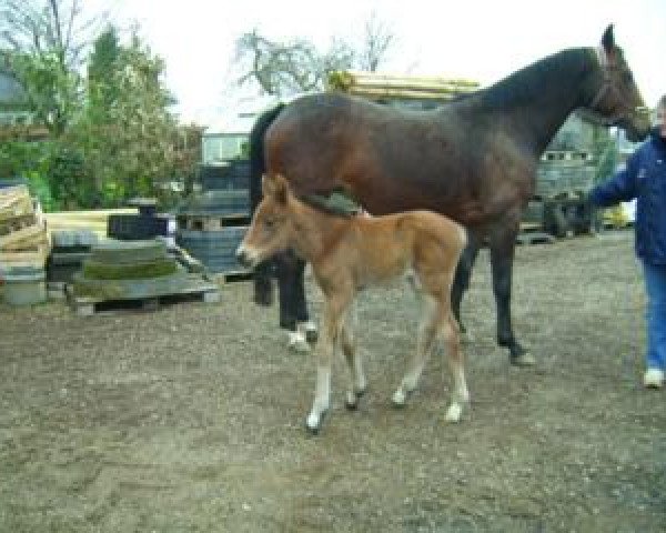 horse Sinclair (Rhinelander, 2007, from Sorento OLD)
