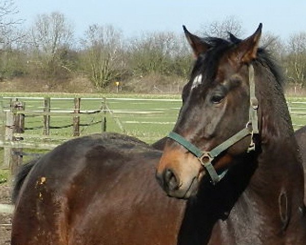horse For Sinclair (Rhinelander, 2010, from Floribot)