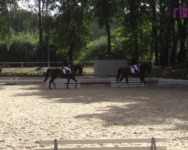 Reitturnier Heiden 2020