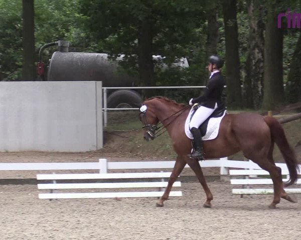 Reitturnier Heiden 2020