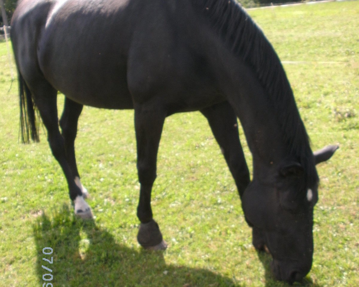 horse Adjana 4 (German Warmblood, 1999, from Angard)