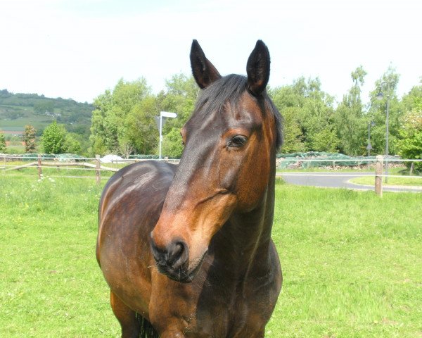 horse Escorial 87 (Hessian Warmblood, 1989, from Exquisit)
