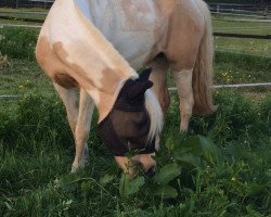 dressage horse Skarlet (Polish Pony, 2006, from Unbekannt Pony)