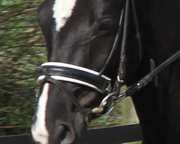 horse Son of Magic (Westphalian, 2010, from San Amour I)